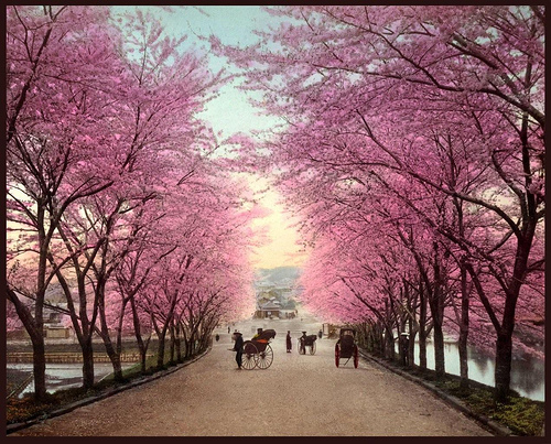 Cherry Blossom Festival