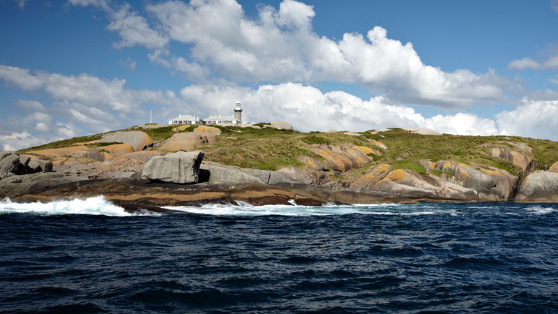 Montague Island, NSW