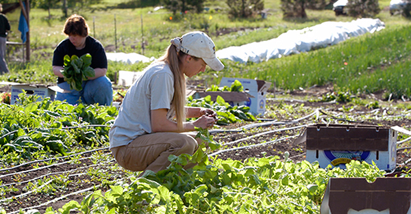 Organic Foods can be Produced by One Self