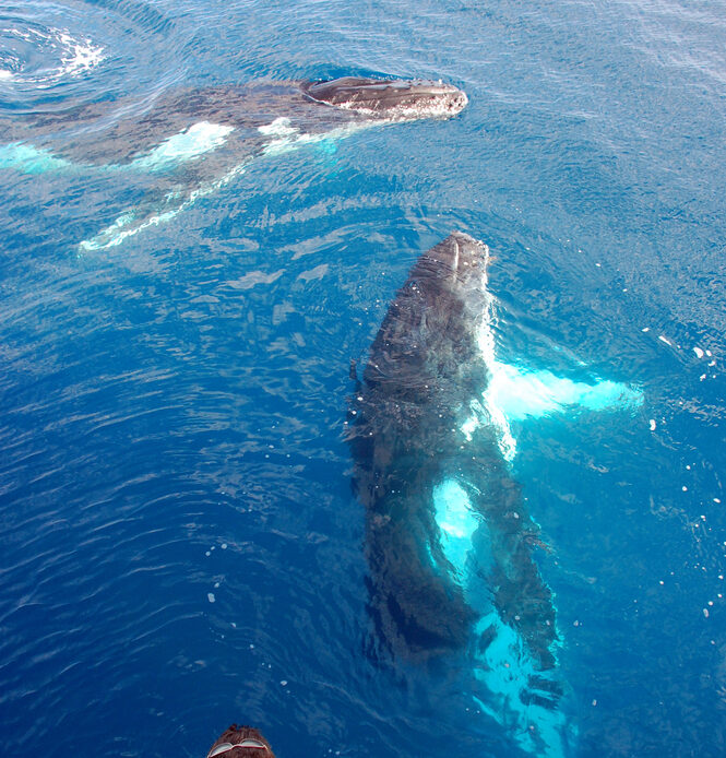 The 9 Best Whale Watching Destinations In The World