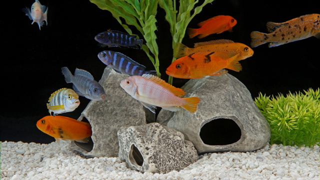 Adding To The Basics Aquarium Beauty Tips