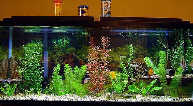 Tips To Start And Maintain A Healthy Aquarium