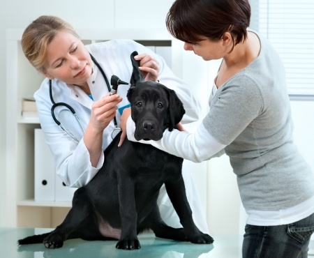 Main Elements To Focus On For Promoting Veterinary Practice Online 