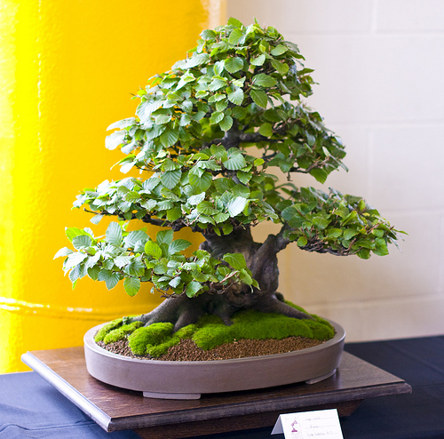 How To Care For A Bonsai