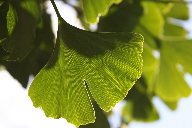 Why Ginkgo Biloba May Have Little Effect On Elderly