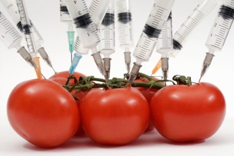 Why We Should Avoid Genetically Engineered Foods?