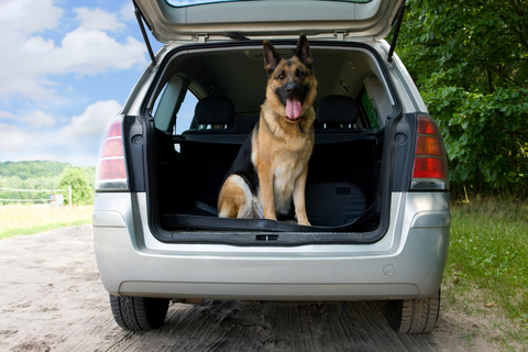 What Do I Need To Transport My Dog In My Car?