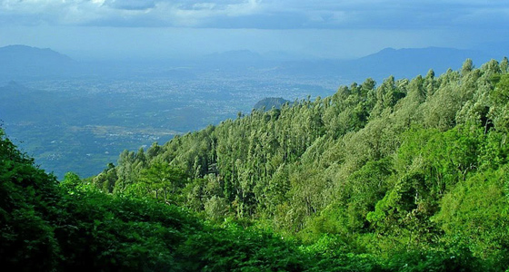 Rejuvenating The Mind and Soul In The Tranquil Town Of Yercaud