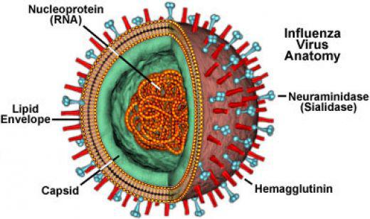 A schematic diagram of H1N1 virus