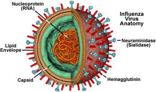 Antipyretic Therapy For Influenza Infection