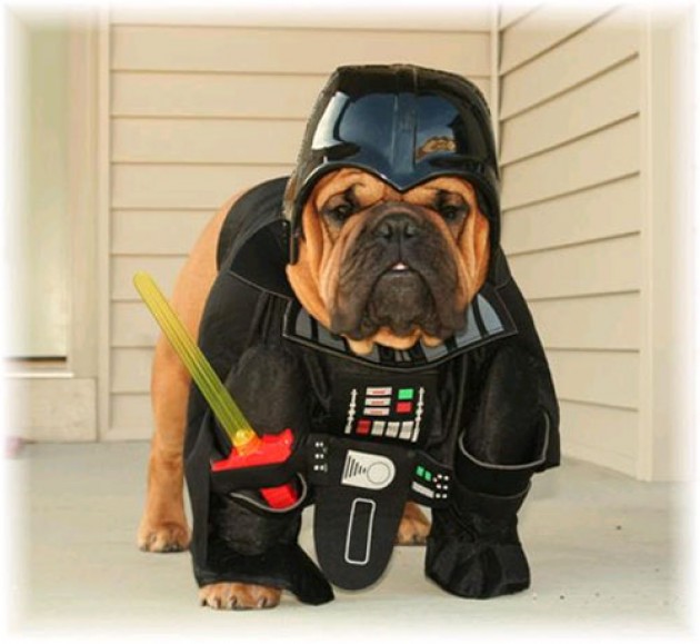 When Your Pug Looks Like Darth Vader