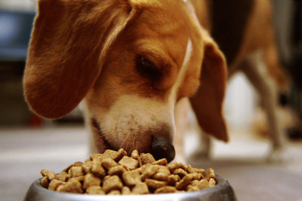 Healthy Eating Tips For Your Dog
