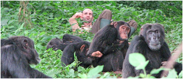 Getting To Know The Nomadic Chimps In Tanzania
