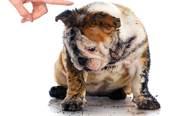 The Importance Of Grooming Your Dog
