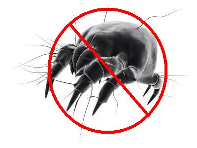 Better Sleep &amp; Allergy Relief: How To Get Rid Of Dust Mites In Your House