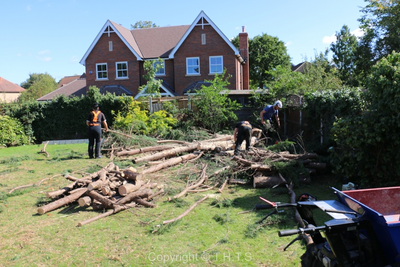 The Services Offered By Tree Surgeons Upminster