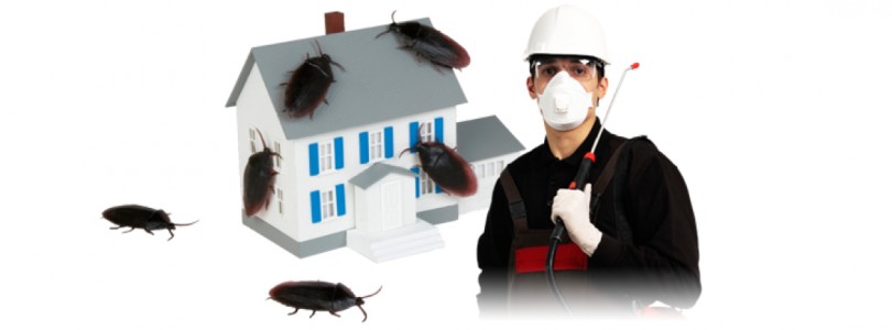 How To Make The Choice Of Reliable Pest Controllers London?