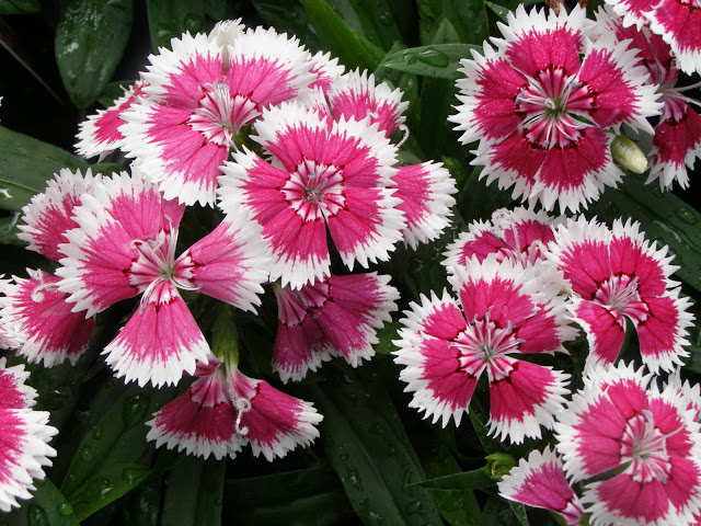 dianthus_picotee3