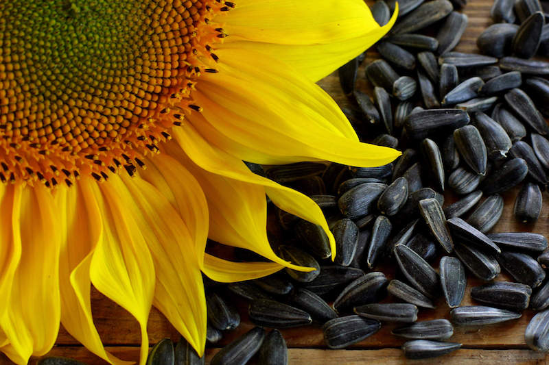 Super Health Benefits Of Sunflower Seeds