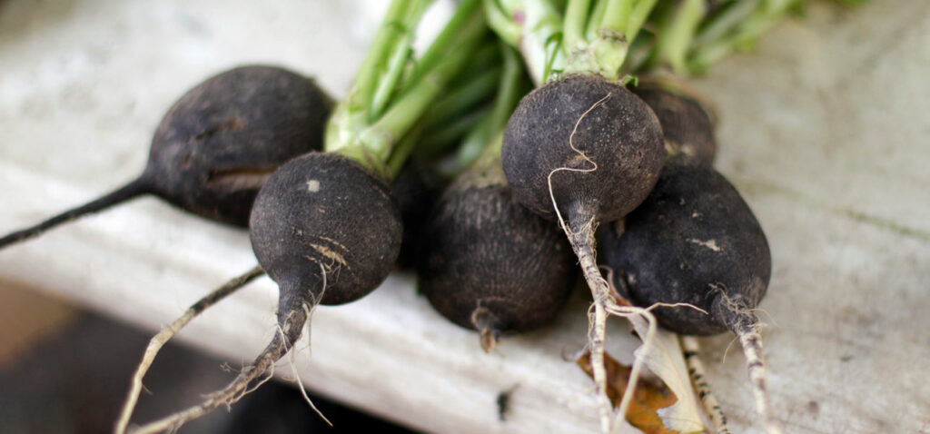 Health Benefits And Nutrition Value Of Black Radish