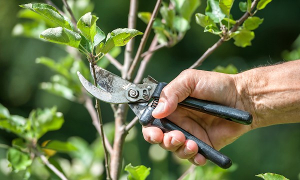 How Tree Surgeons Harrow Maintain Health Of Trees