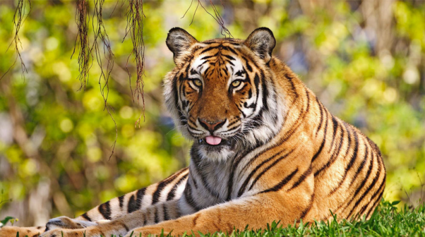 Sundarban Tour- Best Destination Spot For The Nature Lovers