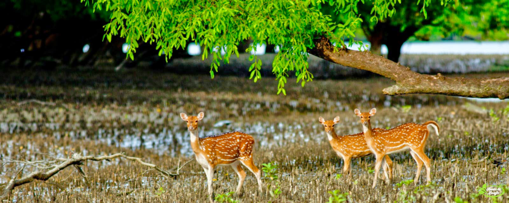 Sundarban Tour- Best Destination Spot For The Nature Lovers