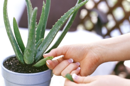 6 Evidence-Based Health Benefits Of Aloe Vera