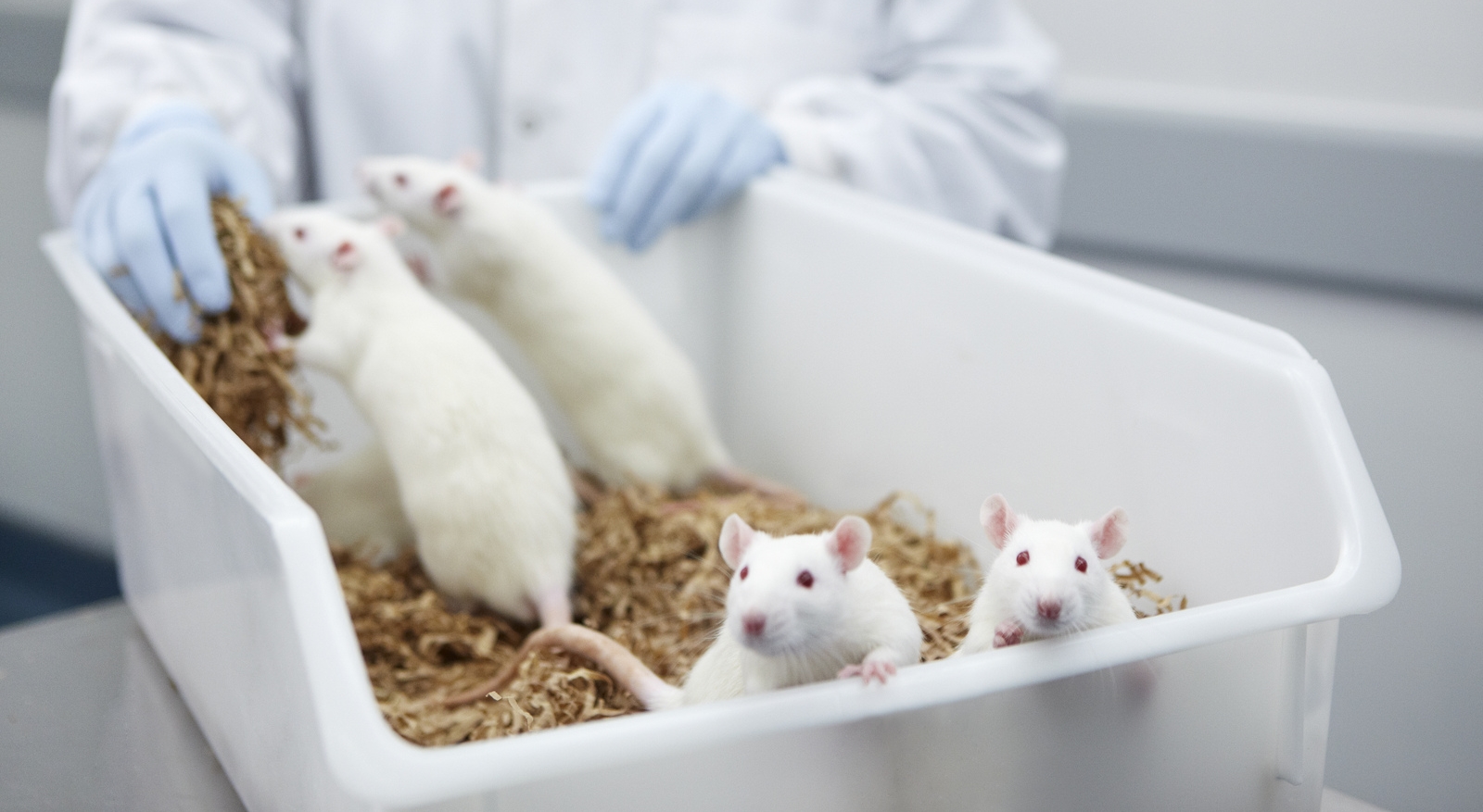 Ethics Of Animal Testing