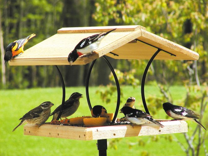 Building Your Backyard For Birding