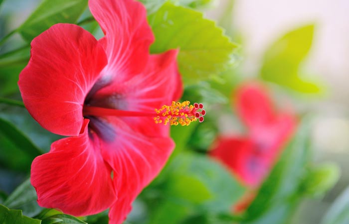 Unbelievable Health Benefits Of Hibiscus