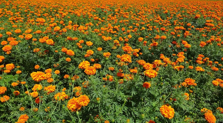 Benefits & Uses Of Marigolds For Health