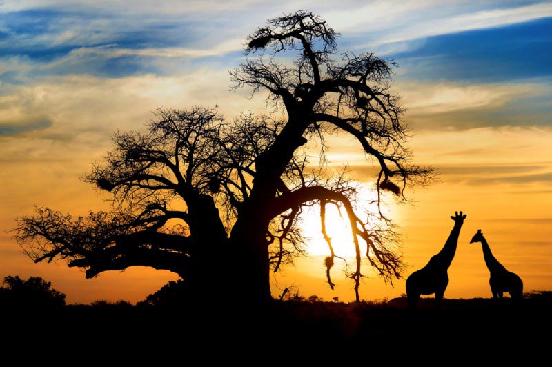 Travelling To South Africa- Here Are 5 Things You Did not Know About The Country