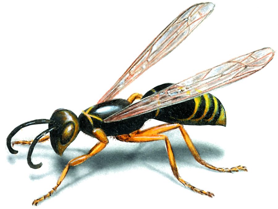 Why Professional Wasp Removal Is Beneficial