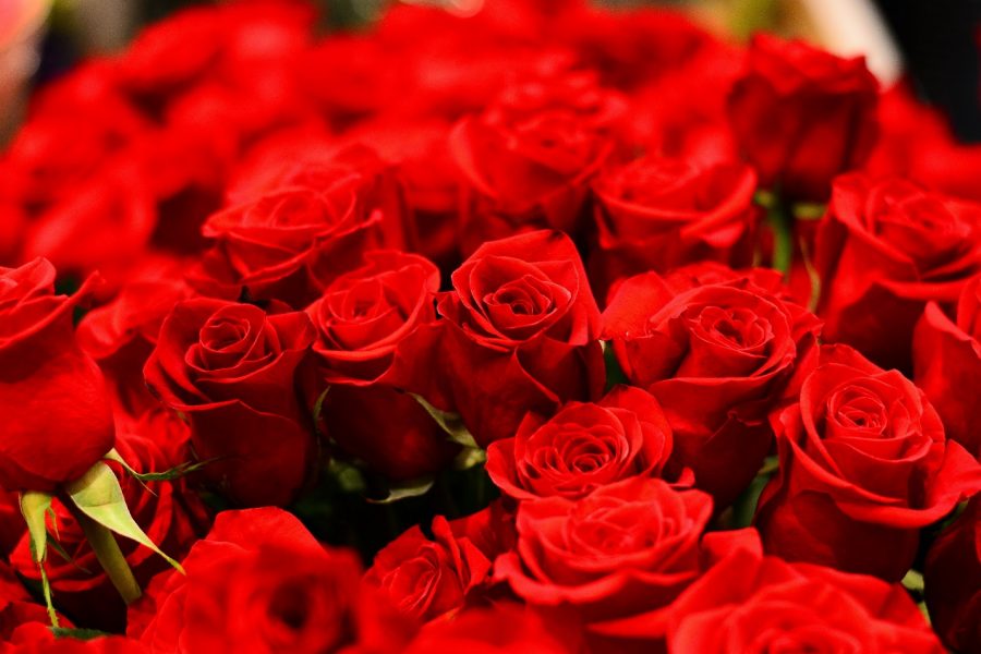 VALENTINE ROSES: THE LANGUAGE OF LOVE THAT THEY SPEAK