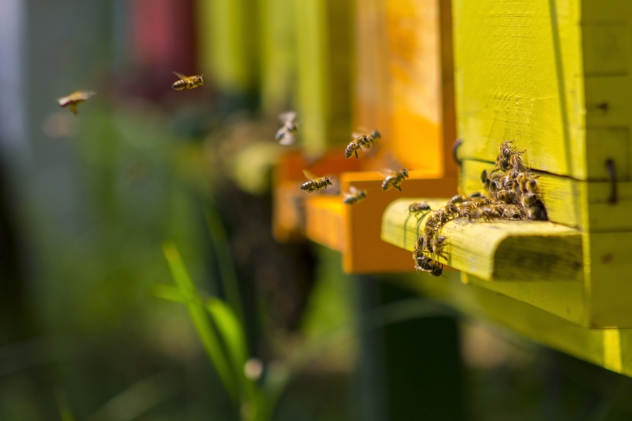 5 Quick Ways To Get Rid Of Bees
