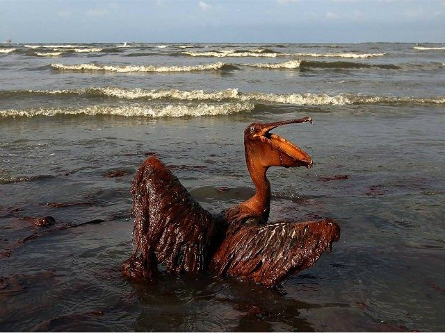 BP Gulf Oil Spill: Ecology, Life Science and Environment Lesson Plans To Teach Students About Oil Spill