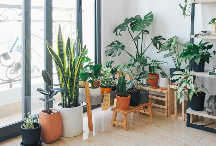 How To Tell If Your Windows Are Helping Your Indoor Plants