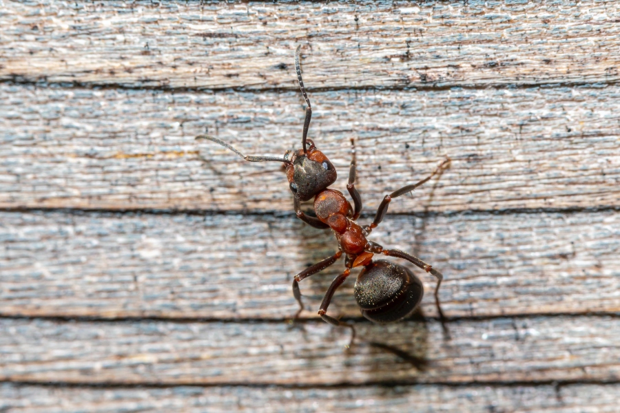 4 Ways to Prevent Spring Pests from Getting In Your Home